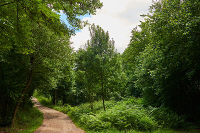 Road amidst trees