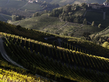 High angle view of vineyard