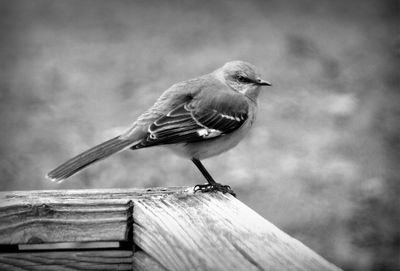 Close-up of bird perching on wood
