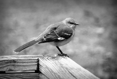 Close-up of bird perching on wood