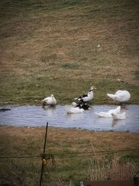 Ducks on a field