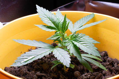 High angle view of potted plant on table