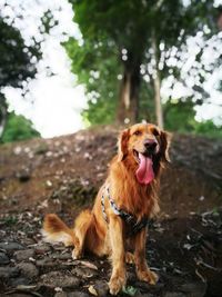 Dog sticking out tongue