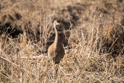 View of bird on field