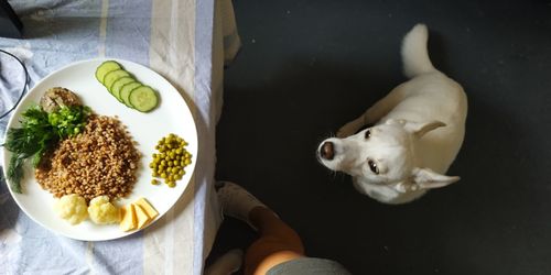 Dog and eat