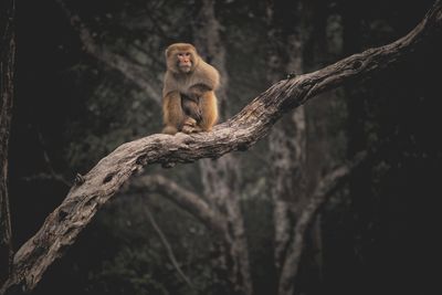 View of our ancestor sitting on tree trunk