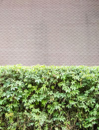 Close-up of plants