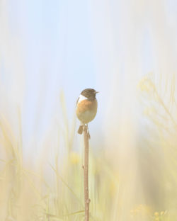 Close-up of bird perching on branch