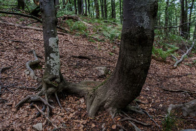 View of tree trunk in forest