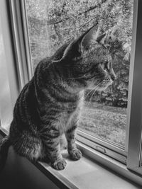 Cat looking through window at home