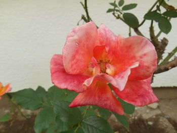 Close-up of pink rose flower