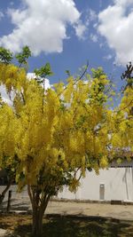 Trees in city against sky