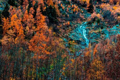 Full frame shot of trees in forest during autumn