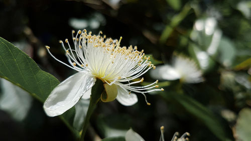 Close-up of white flowering plant