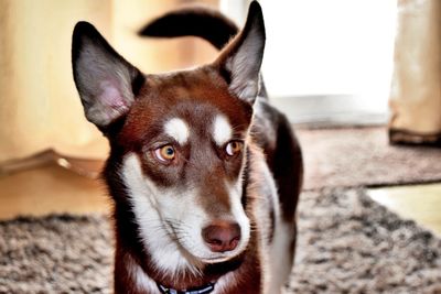 Close-up portrait of dog at home