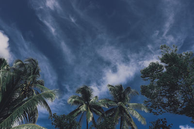 Low angle view of palm trees against sky