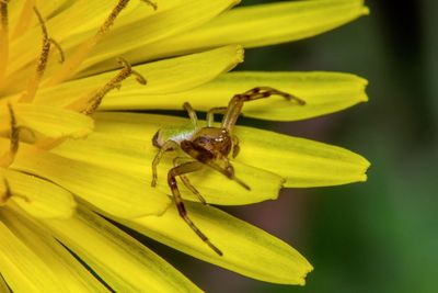 Close-up of insect on yellow flower