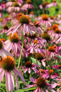 Close-up of purple flowering plants