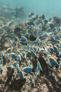 Fishes swimming in sea