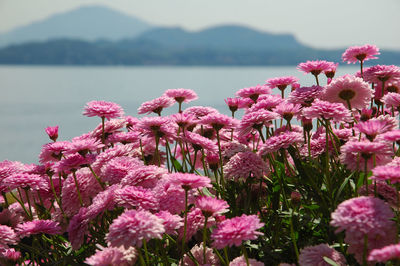 Close-up of pink flowering plants