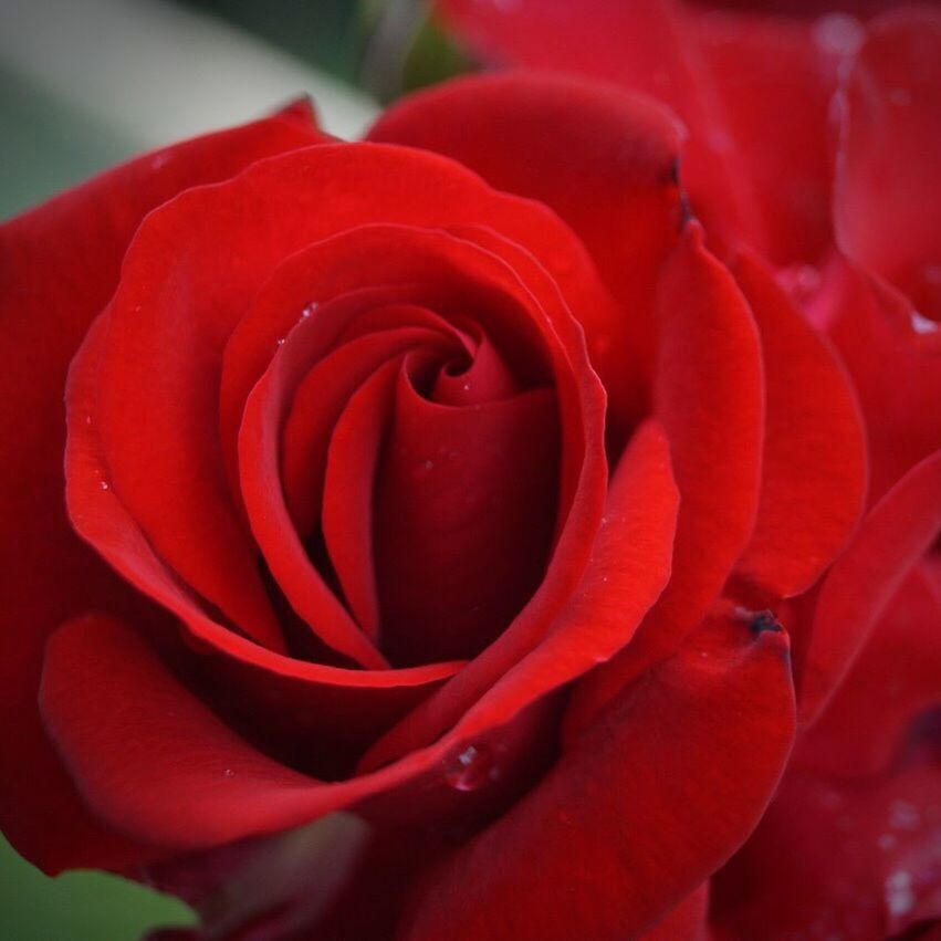 flower, petal, nature, beauty in nature, fragility, freshness, flower head, rose - flower, growth, red, close-up, botany, plant, no people, springtime, blossom, outdoors, love, blooming, backgrounds, soft focus, day, rose petals