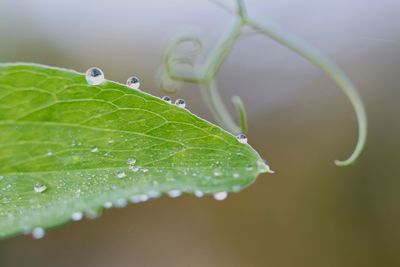 Close-up of raindrops on leaf