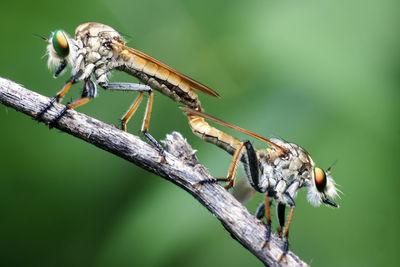 Close-up of insect on plant