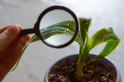 Close-up of hand holding magnifying glass over leaf