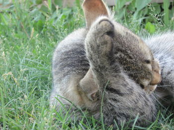 Close-up of rabbit on field