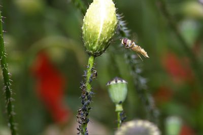 Close-up of insect on flower buds