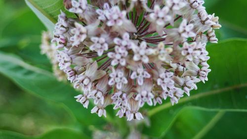 Close-up of honey bee on plant