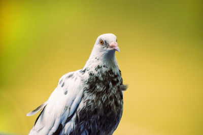 HD Pigeon bird