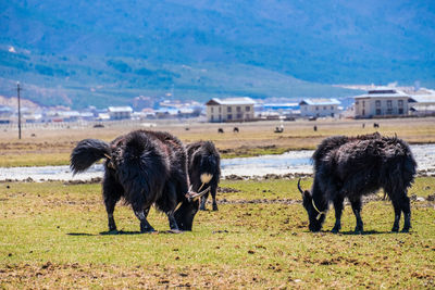 Horses grazing in a field