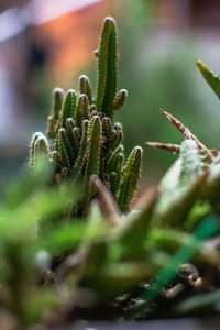 Close-up of succulent plant on field