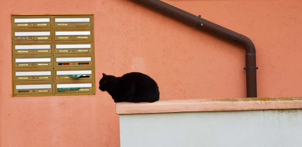 Cat looking through window