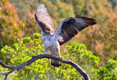 Close-up of eagle flying