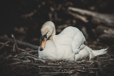 Close-up of swan in nest