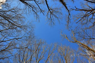 Low angle view of trees against blue sky