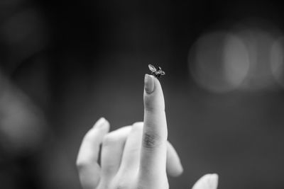 Close-up of hand holding ladybug