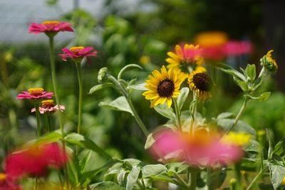 Close-up of pink flowering plants