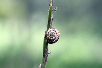 Close-up of snail on plant