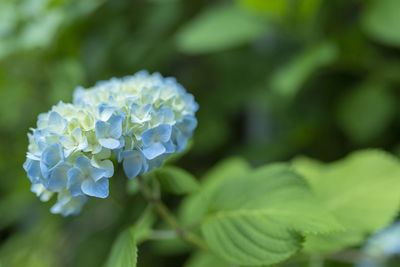 Close-up of white hydrangea