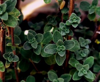 Close-up of raindrops on leaves