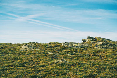 Plants on land against sky