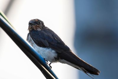 Low angle view of bird perching