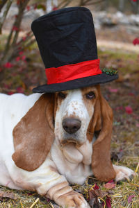 Portrait of dog wearing christmas hat