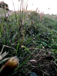 Close-up of fresh plants on field against sky