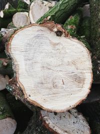 Close-up of logs on tree stump in forest