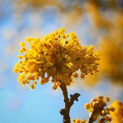 Low angle view of yellow flowers blooming on tree