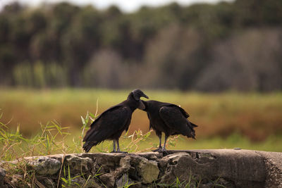 Courting black vultures coragyps atratus on a stone fence in myakka state park in sarasota, florida.